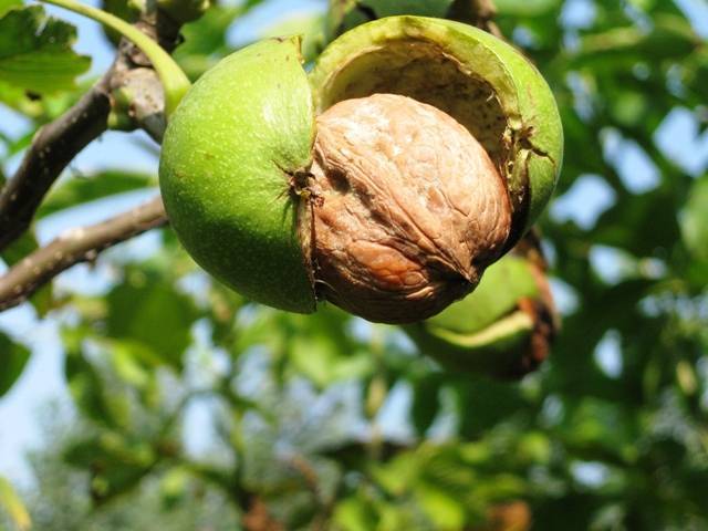 FERNETTE CEVİZ FİDANI